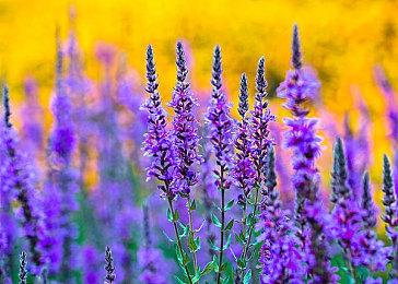 SIE韩国向海军捐赠50台PS5主机和DualSense手柄