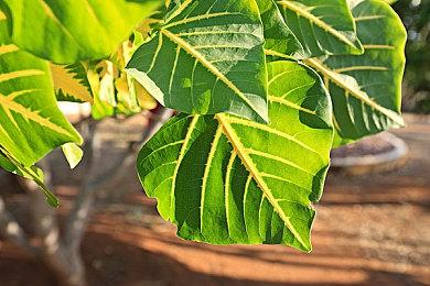 Steam新一周销量榜 Steam deck十四连冠